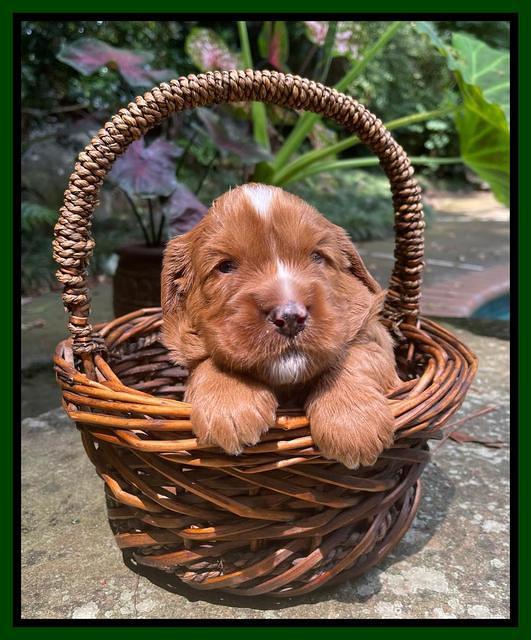 Haven Bayou pups 3 wks old 191