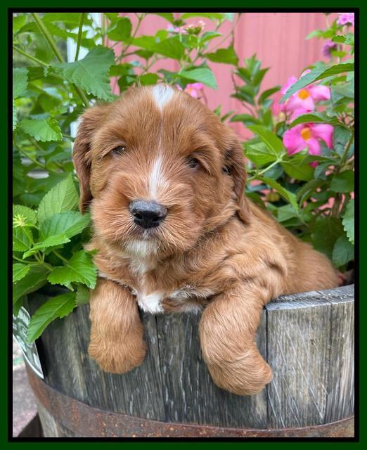 Haven Bayou pups 5 wks old 161