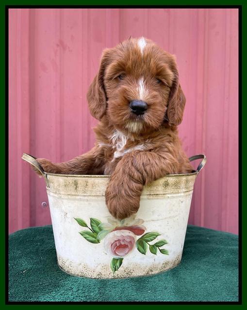 Haven Bayou pups 6 wks old 221