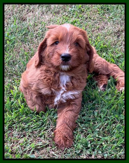 Haven Bayou pups 7 wks old 181