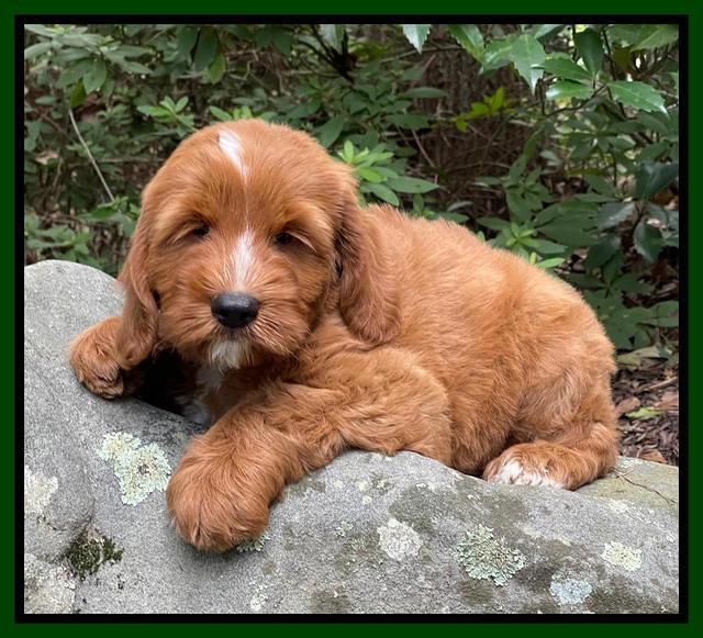 Haven Bayou pups 8 wks old 7!