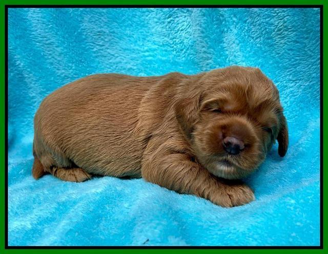 Haven Bayou pups 2 wks old 131