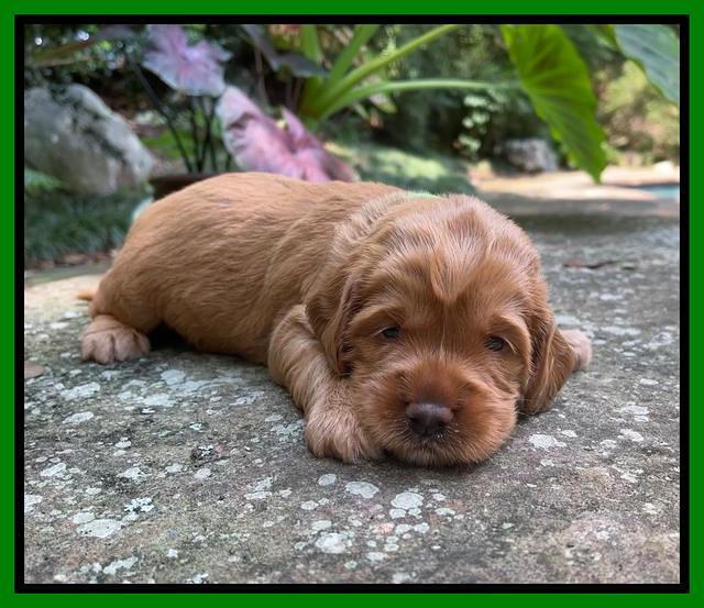 Haven Bayou pups 3 wks old 261