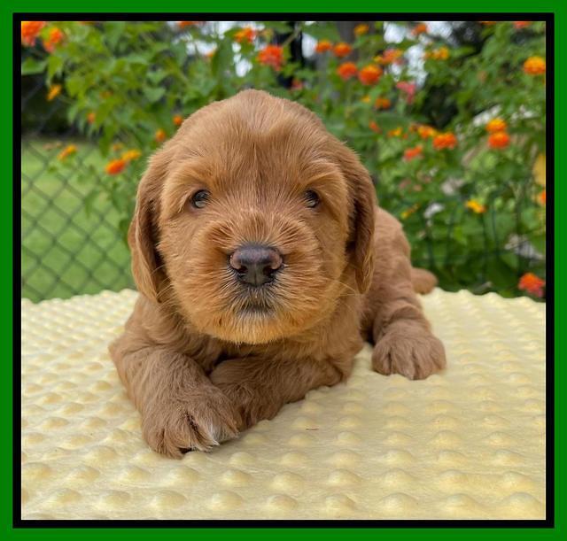 Haven Bayou pups 4 wks old 211