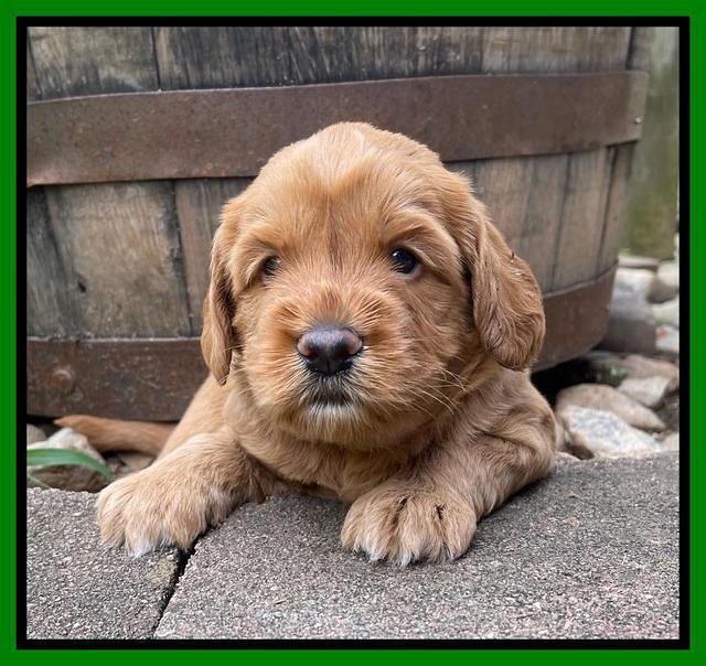 Haven Bayou pups 4 wks old 221