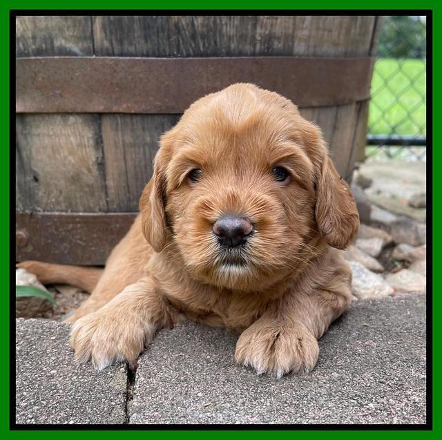 Haven Bayou pups 4 wks old 241