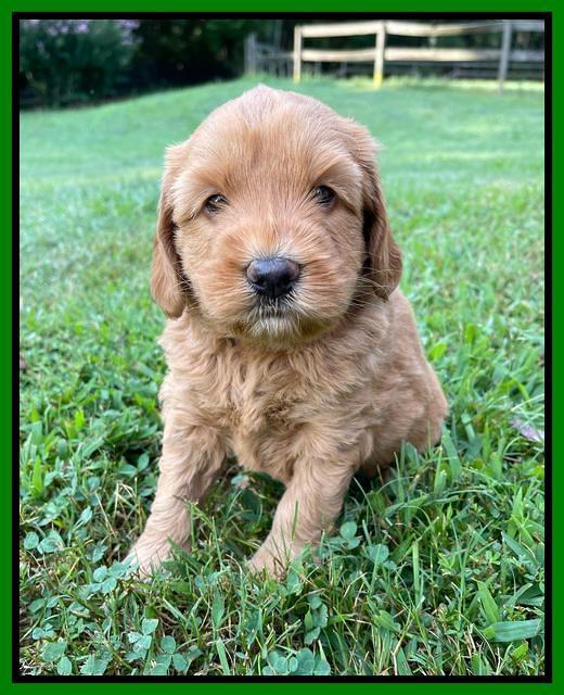Haven Bayou pups 5 wks old 221