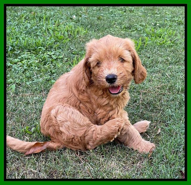 Haven Bayou pups 7 wks old 221
