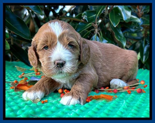 Haven Gambler 4 weeks individual 21