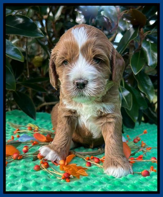 Haven Gambler 4 weeks individual 31