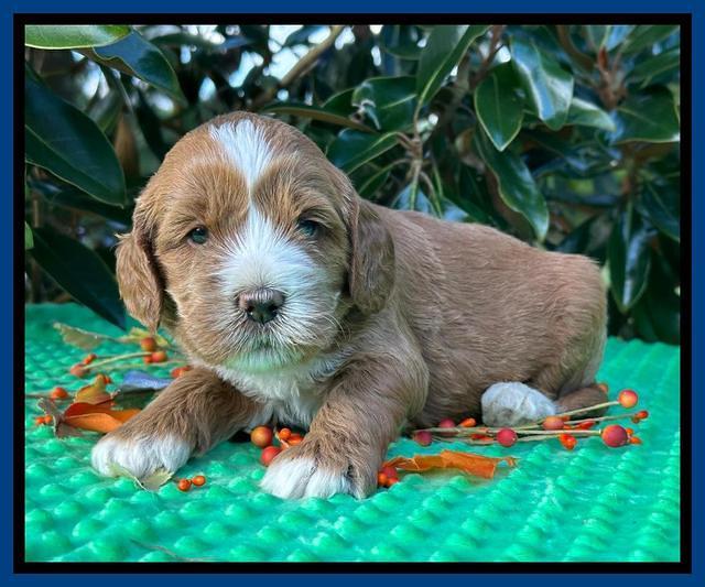 Haven Gambler 4 weeks individual 51