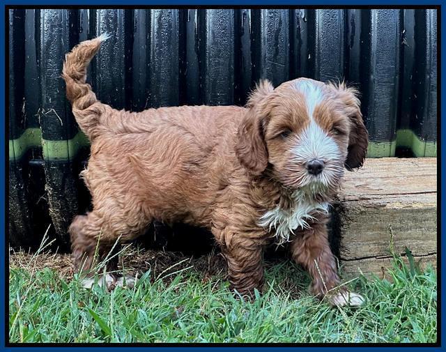 Haven Gambler 6 weeks individual 41