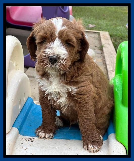 Haven Gambler 6 weeks individual 61