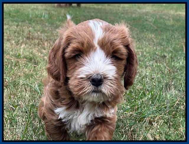 Haven Gambler 6 weeks individual 81