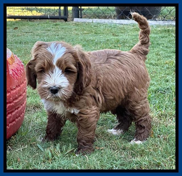 Haven Gambler 7 weeks individual 11