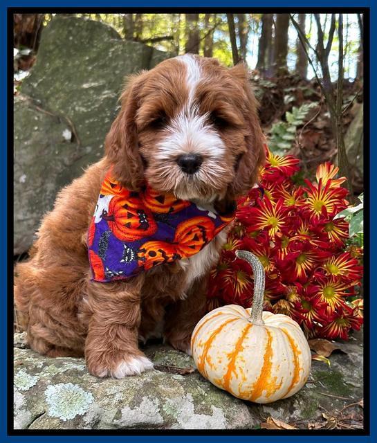 Haven Gambler 8 weeks individual 12382