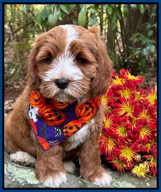 Haven Gambler 8 weeks individual 17382