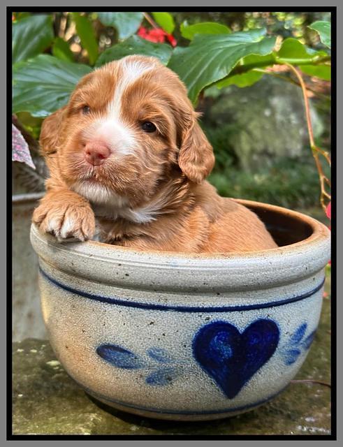 Haven Gambler 3 weeks individual 401