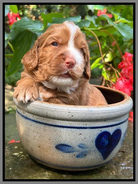 Haven Gambler 3 weeks individual 411