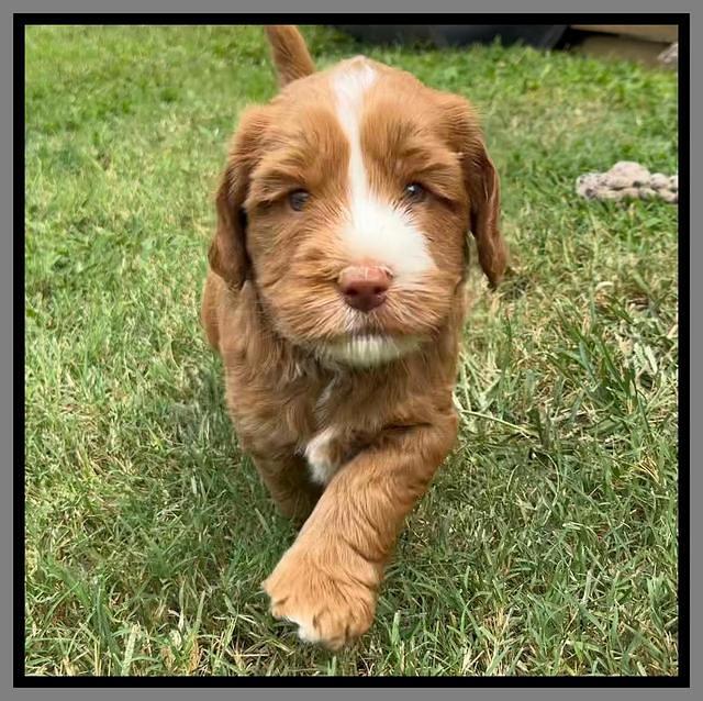 Haven Gambler 5 weeks individual 581