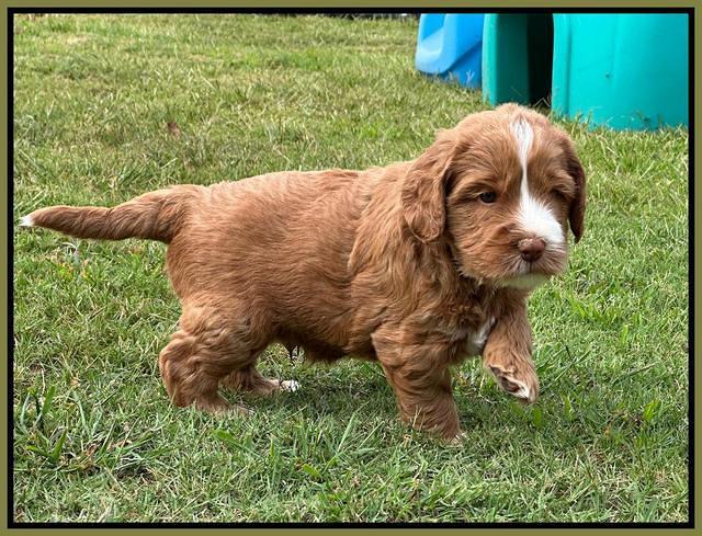 Haven Gambler 5 weeks individual 591
