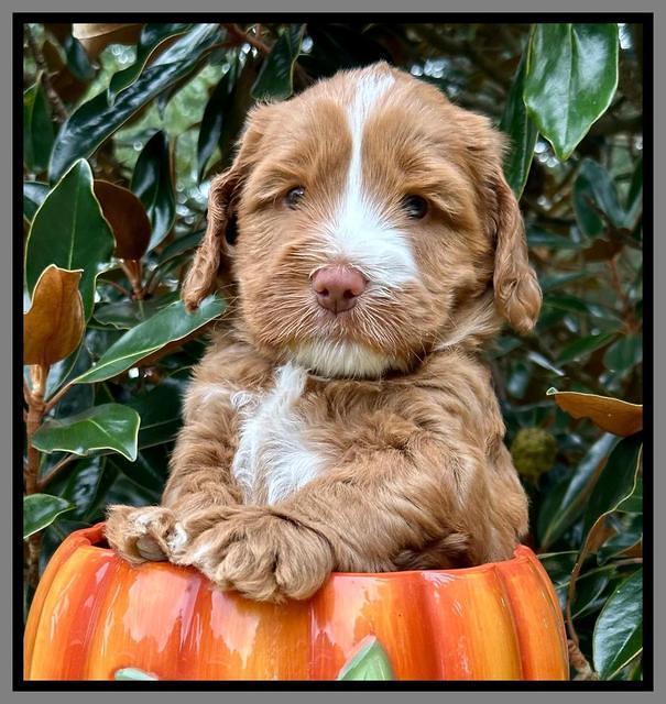 Haven Gambler 5 weeks individual 611