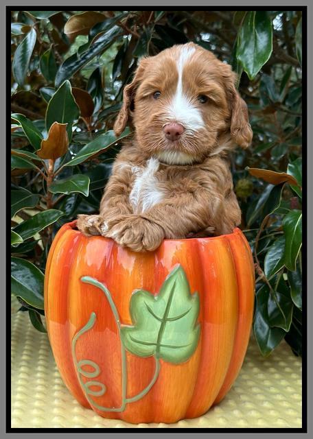 Haven Gambler 5 weeks individual 631