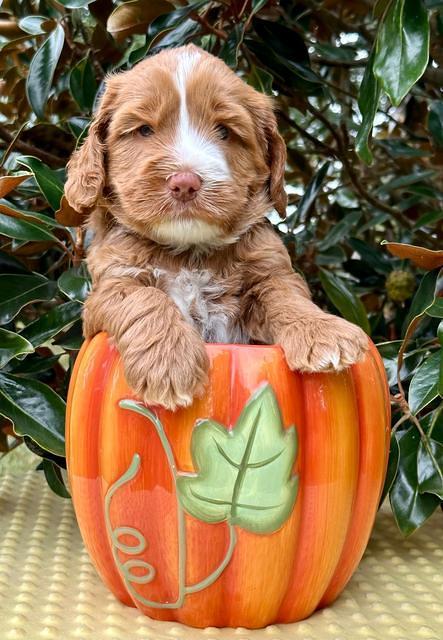 Haven Gambler 5 weeks individual 651