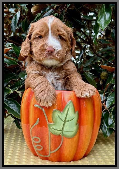 Haven Gambler 5 weeks individual 661