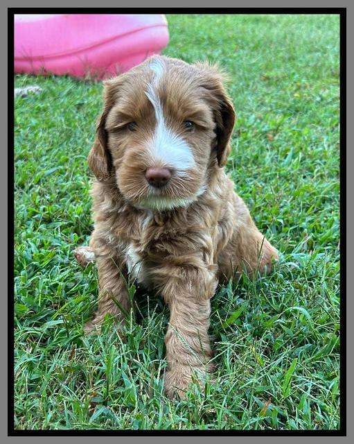 Haven Gambler 6 weeks individual 421