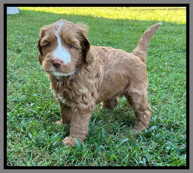 Haven Gambler 6 weeks individual 431