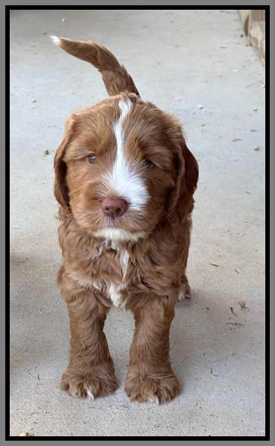 Haven Gambler 6 weeks individual 441