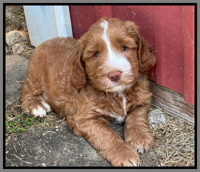 Haven Gambler 6 weeks individual 451