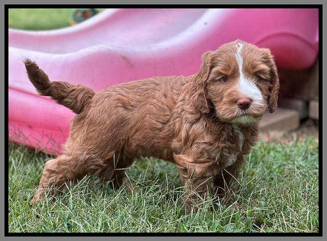 Haven Gambler 7 weeks individual 451