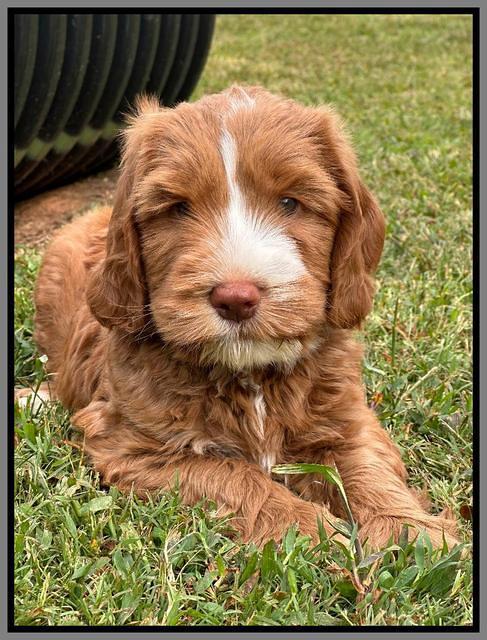 Haven Gambler 7 weeks individual 471