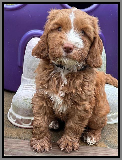 Haven Gambler 7 weeks individual 611