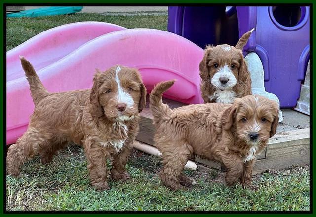 Haven Gambler 7 weeks individual 651