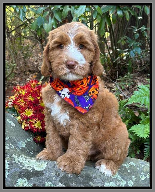 Haven Gambler 8 weeks individual 231