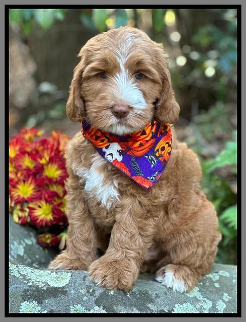 Haven Gambler 8 weeks individual 241