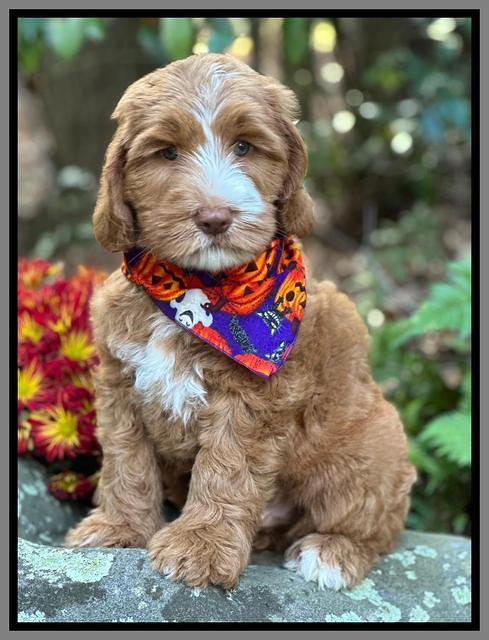 Haven Gambler 8 weeks individual 251