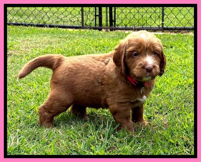 Haven Gambler 5 weeks individual 101