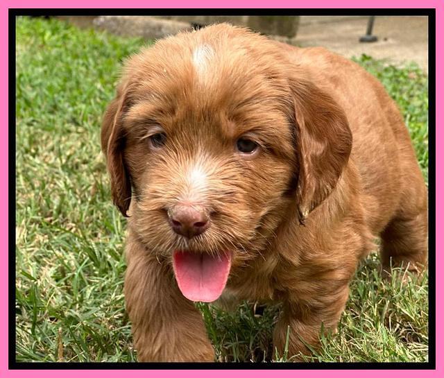 Haven Gambler 5 weeks individual 111