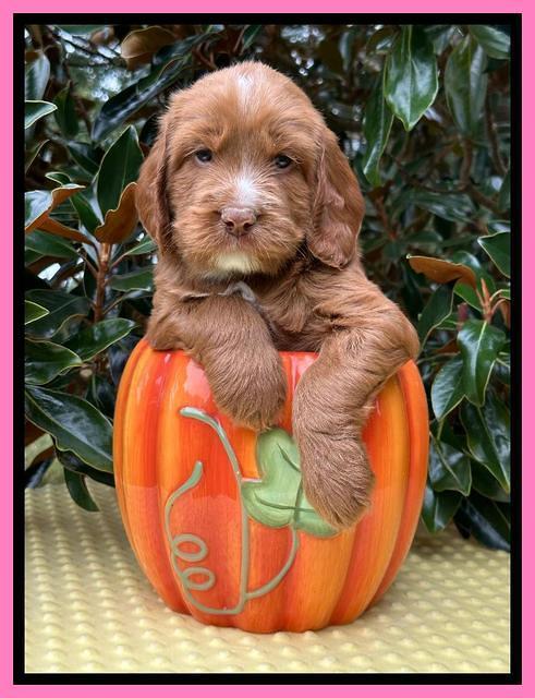 Haven Gambler 5 weeks individual 141