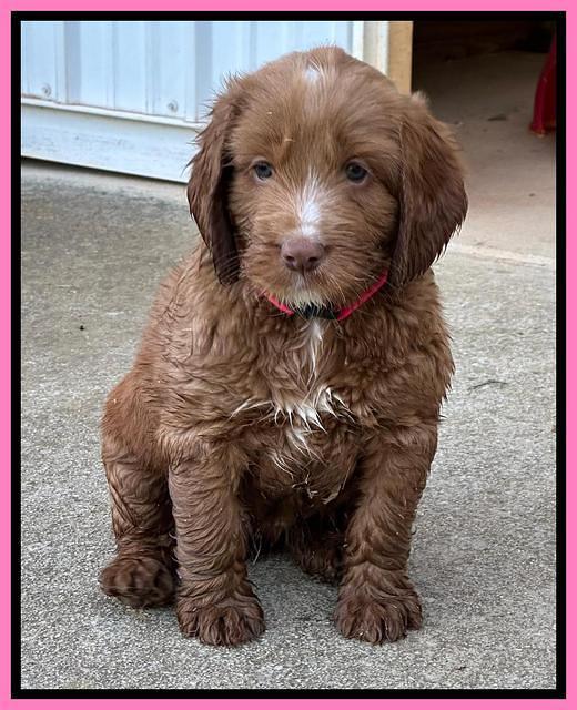 Haven Gambler 6 weeks individual 131