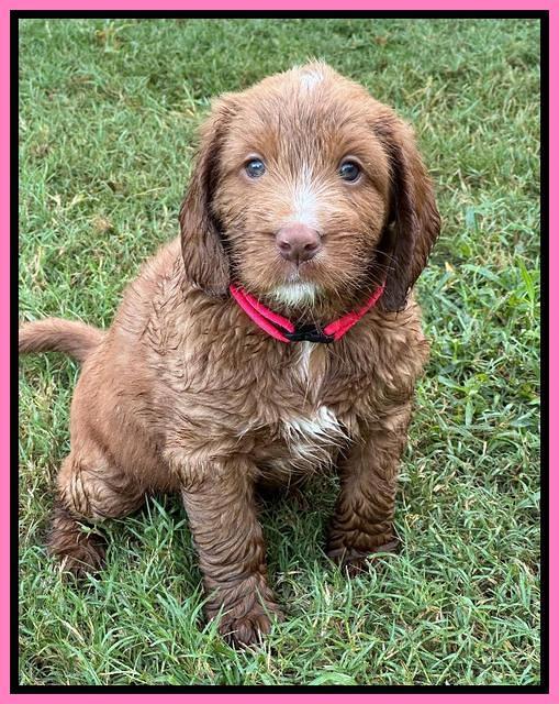 Haven Gambler 6 weeks individual 141