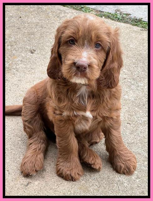 Haven Gambler 7 weeks individual 101