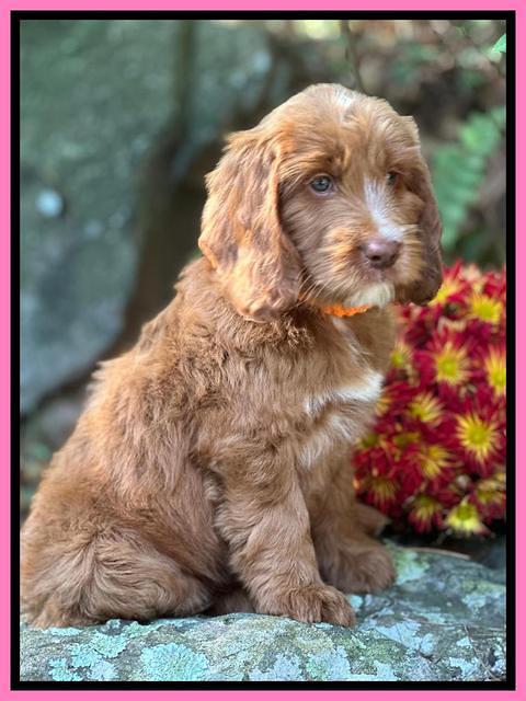 Haven Gambler 8 weeks individual 42382