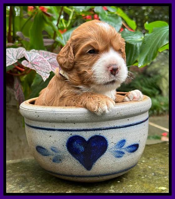 Haven Gambler 3 weeks individual 121