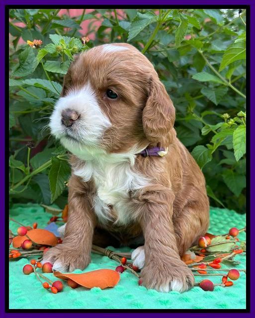 Haven Gambler 4 weeks individual 121