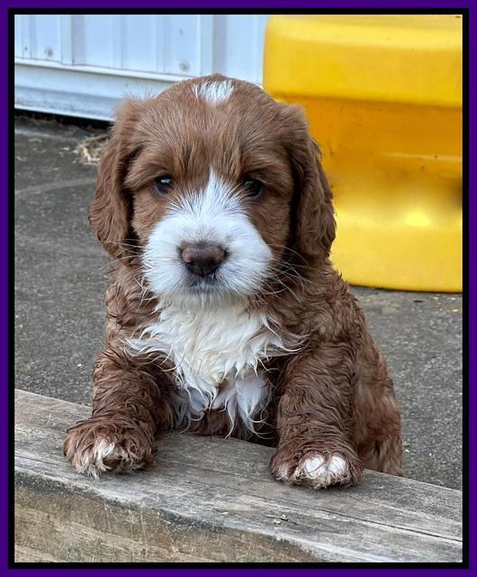 Haven Gambler 6 weeks individual 151